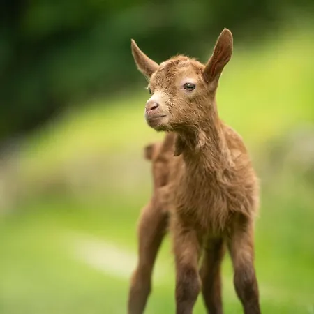 Iduevagamondi Immerso Nel Bosco Tra Le Montagne Con Area Benessere Extra 3*