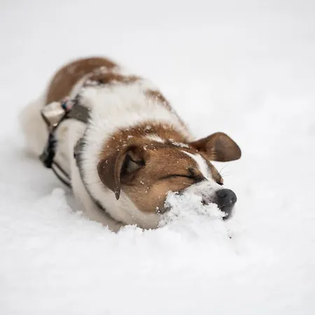 Bed & Breakfast Iduevagamondi Immerso Nel Bosco Tra Le Montagne Con Area Benessere Extra Chiusa di Pesio
