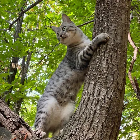 Iduevagamondi Immerso Nel Bosco Tra Le Montagne Con Area Benessere Extra 3*