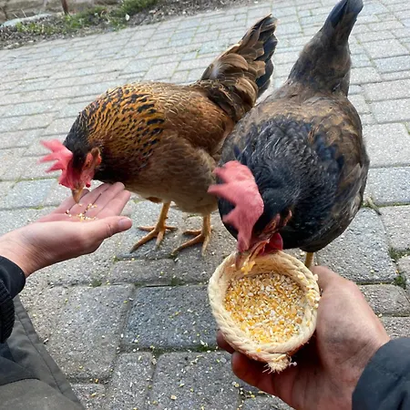 Iduevagamondi Immerso Nel Bosco Tra Le Montagne Con Area Benessere Extra Chiusa di Pesio