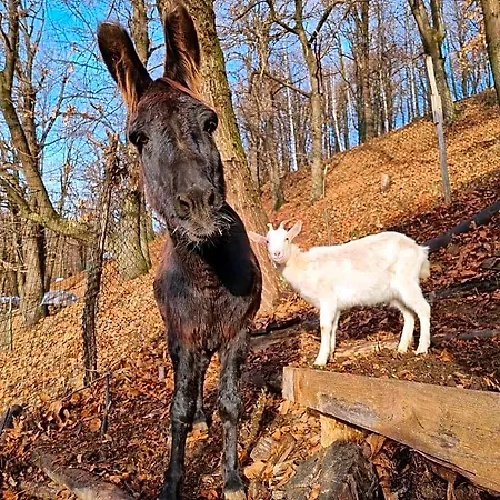Iduevagamondi Immerso Nel Bosco Tra Le Montagne Con Area Benessere Extra Couette-café 3*